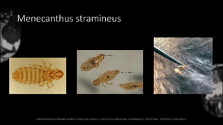 Menecanthus stramineus
 