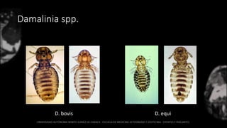 Damalinia spp.
D. bovis D. equi
 