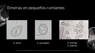Eimerias en pequeños rumiantes
E. ovina E. ovinodalis E. arloingi
E. caprina
 