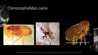 Ctenocephalides canis
 