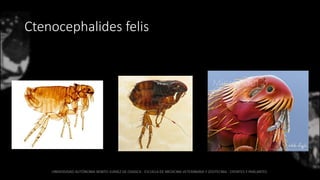 Ctenocephalides felis
 