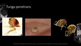 Tunga penetrans
 