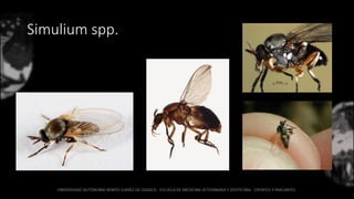 Simulium spp.
 