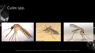 Culex spp.
 