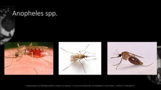 Anopheles spp.
 