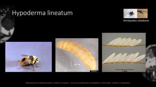 Hypoderma lineatum
Artrópodos voladores
 