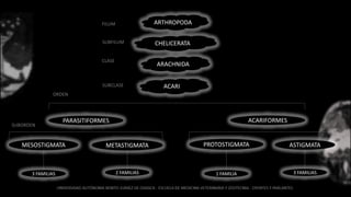 ACARI
PARASITIFORMES ACARIFORMES
MESOSTIGMATA ASTIGMATAPROTOSTIGMATAMETASTIGMATA
ARTHROPODA
CHELICERATA
ARACHNIDA
FILUM
CLASE
SUBFILUM
SUBCLASE
ORDEN
SUBORDEN
3 FAMILIAS 2 FAMILIAS 3 FAMILIAS1 FAMILIA
 