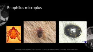 Boophilus microplus
 