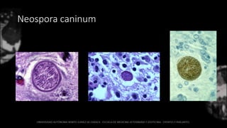 Neospora caninum
 