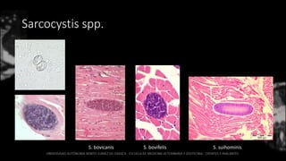 Sarcocystis spp.
S. bovicanis S. bovifelis S. suihominis
 