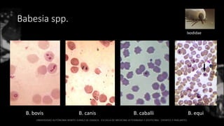 Babesia spp.
B. bovis B. canis B. caballi B. equi
Ixodidae
 