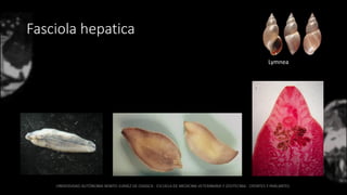 Fasciola hepatica
Lymnea
 