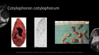 Cotylophoron cotylophorum
 