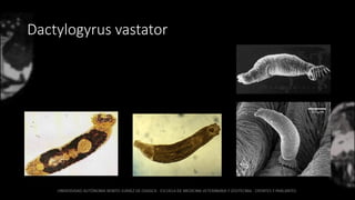 Dactylogyrus vastator
 