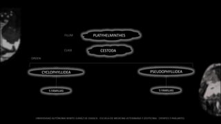 PLATYHELMINTHES
CESTODA
CYCLOPHYLLIDEA
FILUM
CLASE
ORDEN
PSEUDOPHYLLIDEA
5 FAMILIAS 5 FAMILIAS
 