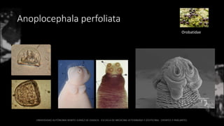 Anoplocephala perfoliata
Orobatidae
 