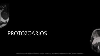 PROTOZOARIOS
 