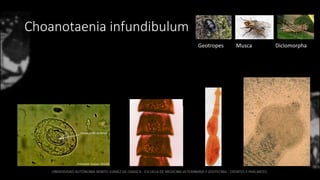 Choanotaenia infundibulum
Geotropes Musca Diclomorpha
 