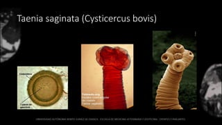 Taenia saginata (Cysticercus bovis)
 