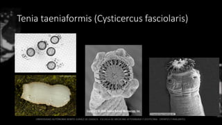 Tenia taeniaformis (Cysticercus fasciolaris)
 