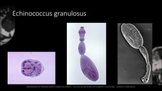 Echinococcus granulosus
 