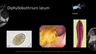 Diphyllobothrium latum
Cyclops
 