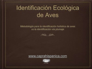 Identificación Ecológica
de Aves
Metodología para la identificación holística de aves
vs la identificación vía plumaje
www.caprahispanica.com
© L.C. 2015
 