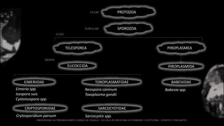 PROTOZOAFILUM
SUBFILUM SPOROZOA
CLASE
TELESPOREA PIROPLASMEA
BABESIIDAE
Babesia spp.
PIROPLASMIDAEUCOCCIDA
EIMERIIDAE
Eimeria spp.
Isospora suis
Cystoisospora spp.
CRIPTOSPORIIDAE
Crytosporidium parvum
TOXOPLASMATIDAE
Neospora caninum
Toxoplasma gondii
SARCOCYSTIDAE
Sarcocystis spp.
ORDEN
 
