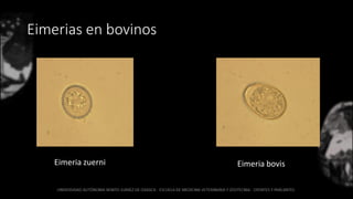 Eimerias en bovinos
Eimeria zuerni Eimeria bovis
 
