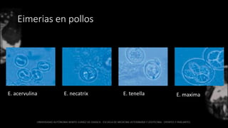 Eimerias en pollos
E. acervulina E. necatrix E. tenella E. maxima
 