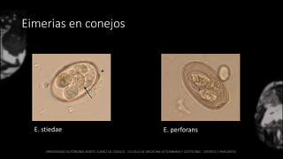 Eimerias en conejos
E. stiedae E. perforans
 