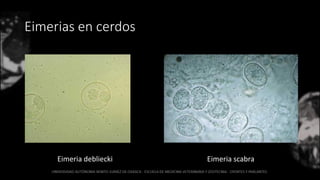 Eimerias en cerdos
Eimeria scabraEimeria debliecki
 