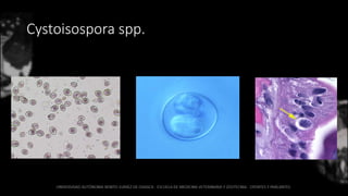 Cystoisospora spp.
 