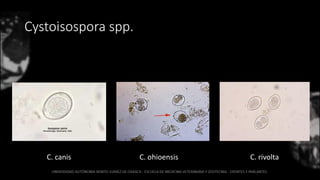Cystoisospora spp.
C. canis C. rivoltaC. ohioensis
 