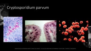 Cryptosporidium parvum
 