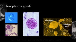 Toxoplasma gondii
 