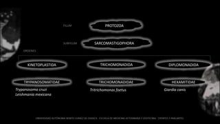 PROTOZOA
SARCOMASTIGOPHORA
FILUM
SUBFILUM
KINETOPLASTIDA
ORDENES
TRICHOMONADIDA DIPLOMONADIDA
TRYPANOSOMATIDAE
Trypanosoma cruzi
Leishmania mexicana
TRICHOMONADIDAE
Tritrichomonas foetus
HEXAMITIDAE
Giardia canis
 