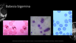 Babesia bigemina
 