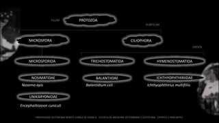 PROTOZOAFILUM
SUBFILUM
MICROSPORA CILIOPHORA
NOSIMATIDAE
Nosema apis
BALANTIIDAE
Balantidium coli
ICHTHYOPHTHIRIIDAE
Ichthyophthirius multifiliis
TRICHOSTOMATIDA HYMENOSTOMATIDA
UNIKARYONIDAE
Encephalitozoon cuniculi
MICROSPORIDA
ORDEN
 