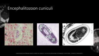 Encephalitozoon cuniculi
 