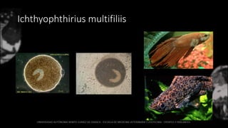 Ichthyophthirius multifiliis
 