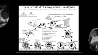 Identificacion protozoarios