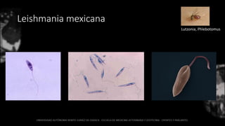 Leishmania mexicana
Lutzonia, Phlebotomus
 