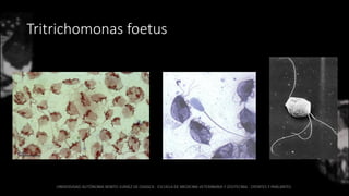 Tritrichomonas foetus
 