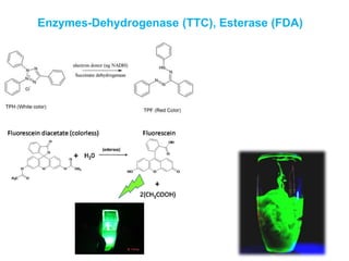 Enzymes-Dehydrogenase (TTC), Esterase (FDA)
 