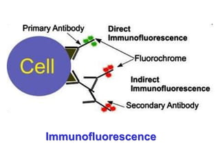 Immunofluorescence
 