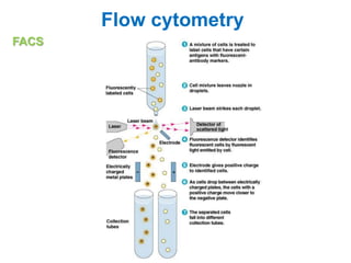 Flow cytometry
FACS
 