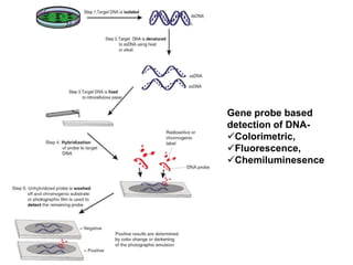 Gene probe based
detection of DNA-
Colorimetric,
Fluorescence,
Chemiluminesence
 
