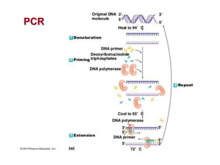 PCR
 