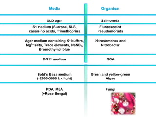 Media Organism
XLD agar Salmonella
S1 medium (Sucrose, SLS,
casamino acids, Trimethoprim)
Fluorescesnt
Pseudomonads
Agar medium containing K+ buffers,
Mg2+ salts, Trace elements, NaNO2,
Bromothymol blue
Nitrosomonas and
Nitrobacter
BG11 medium BGA
Bold’s Basa medium
(+2000-3000 lux light)
Green and yellow-green
Algae
PDA, MEA
(+Rose Bengal)
Fungi
 